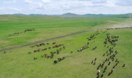 青草原在线视频,探寻自然之美与生态和谐